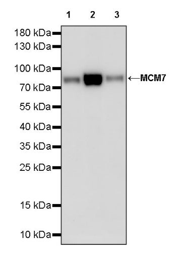 MCM7 Recombinant Rabbit mAb (S-828-221)
