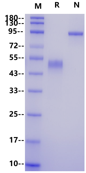 PVRIG Fc Chimera Protein, Human