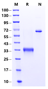 Epiregulin Protein, Human