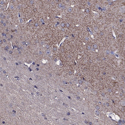 TOM70 Mouse mAb