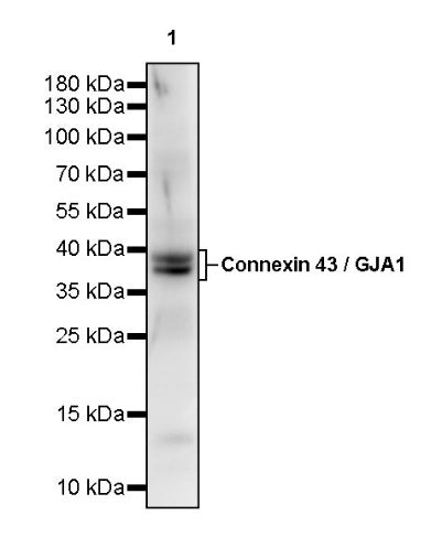 Connexin 43 / GJA1 Rabbit Polyclonal Antibody