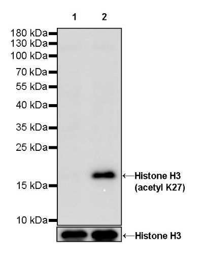 Histone H3 (acetyl K27) Recombinant Rabbit mAb (S-699-50)