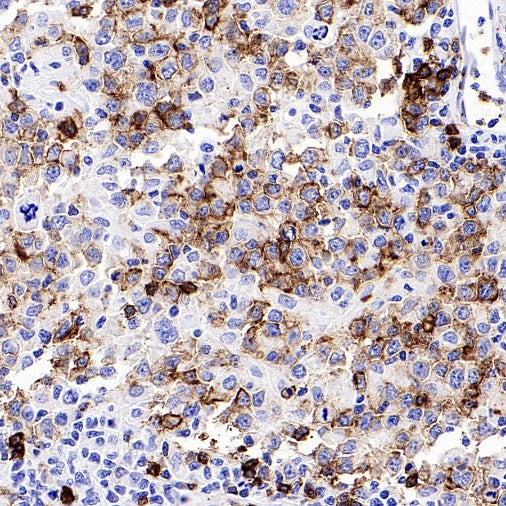 CD45RA Recombinant Mouse mAb (HI100)