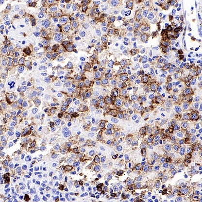 CD45RA Recombinant Mouse mAb (HI100)