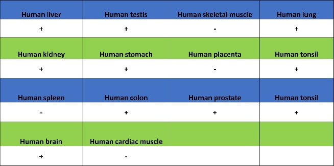 MeCP2 Recombinant Rabbit mAb (S-1884-28)