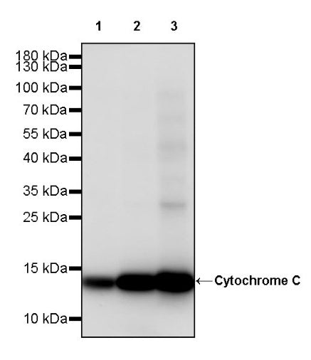 Cytochrome C Recombinant Rabbit mAb (S-2422-56)