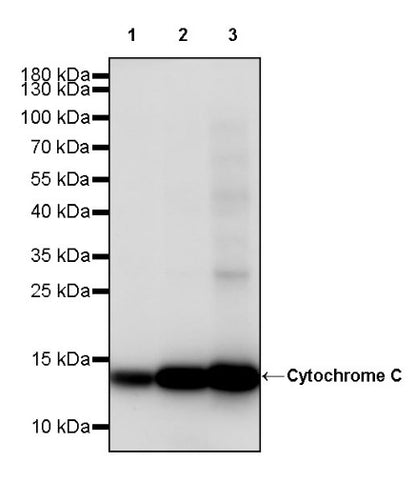Cytochrome C Recombinant Rabbit mAb (S-2422-56)