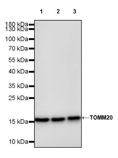 TOM20 Recombinant Rabbit mAb (SDT-2553-11)