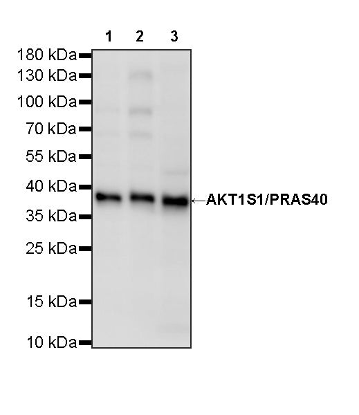 AKT1S1/PRAS40 Recombinant Rabbit mAb (S-4240-49)