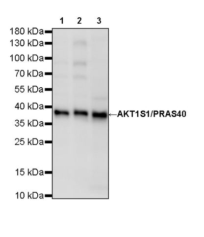 AKT1S1/PRAS40 Recombinant Rabbit mAb (S-4240-49)