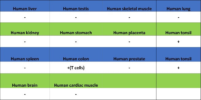 Ctip2 Recombinant Rabbit mAb (S-1375-21)