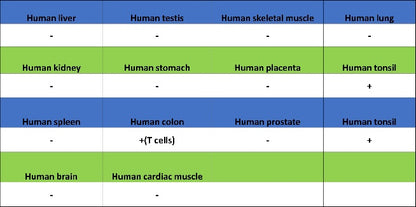 Ctip2 Recombinant Rabbit mAb (S-1375-21)