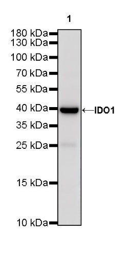 S-RMab® IDO1/Indoleamine 2,3-dioxygenase Recombinant Rabbit mAb (S-259-62)