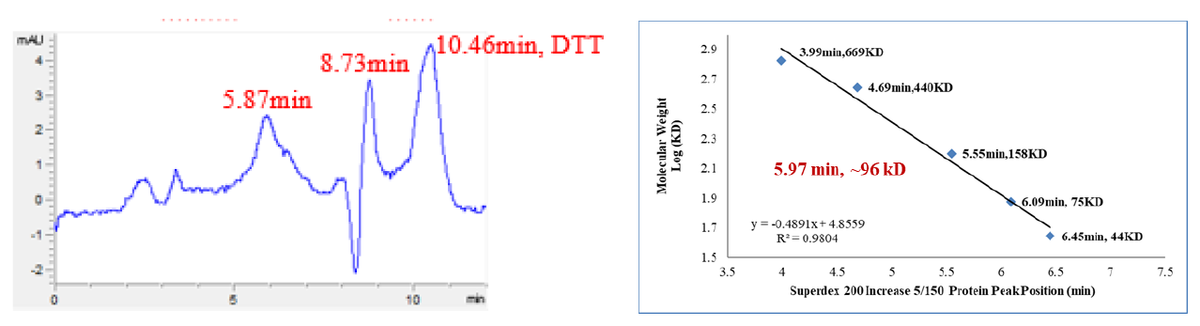CHK1 GST Tag Protein, Human