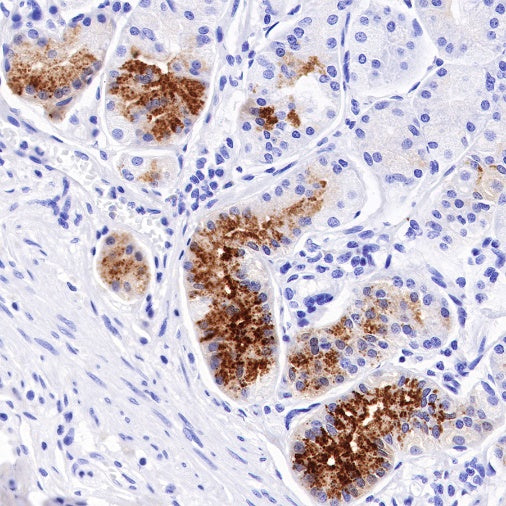 Spink1 Recombinant Rabbit mAb (S-R249)