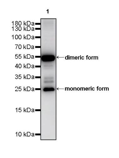 SLC31A1 Rabbit Polyclonal Antibody
