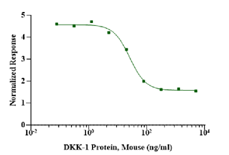DKK-1 Protein, Mouse