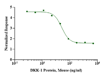 DKK-1 Protein, Mouse