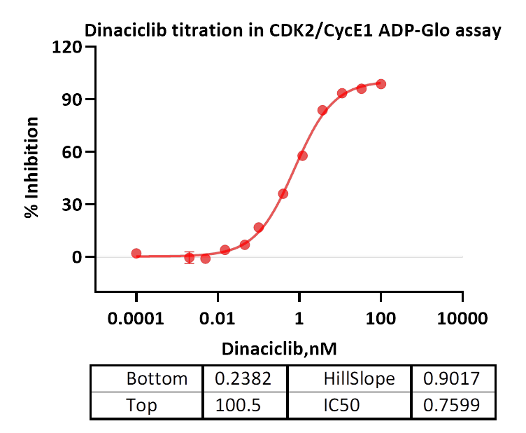 CDK2/CycE1 Protein