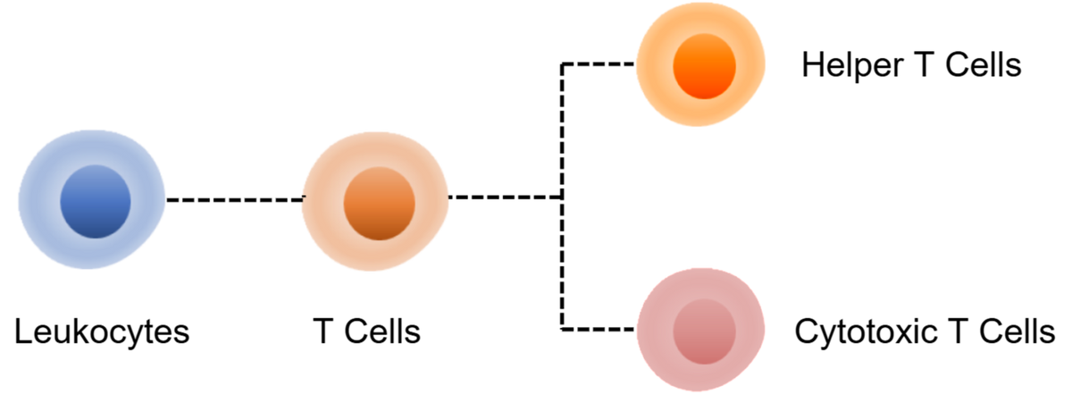 Mouse T Cell Panel Kit (CD45/CD3/CD4/CD8)