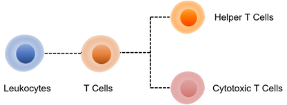 Mouse T Cell Panel Kit (CD45/CD3/CD4/CD8)