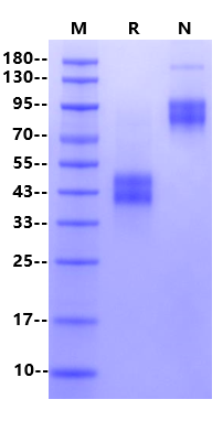 Biotinylated BAFFR/TNFRSF13C Fc&Avi Tag Protein, Human