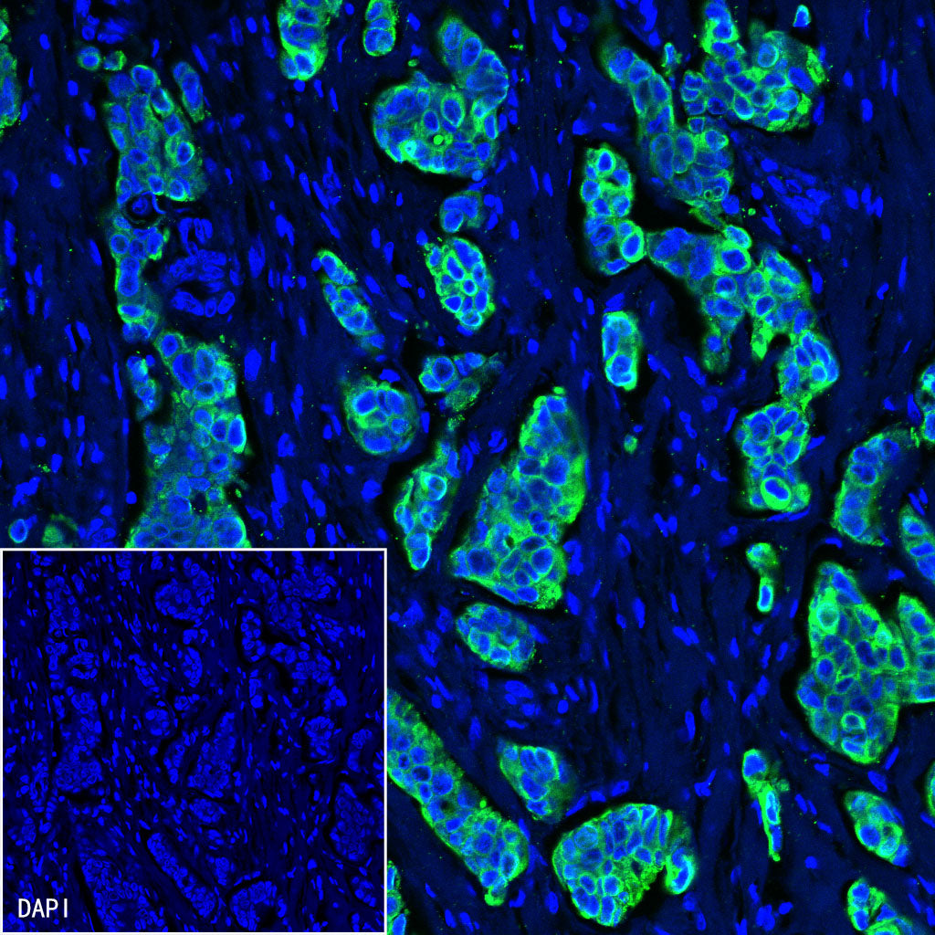 S-RMab® Cytokeratin 7 Recombinant Rabbit  mAb,PBS Only (SDT-121-17)
