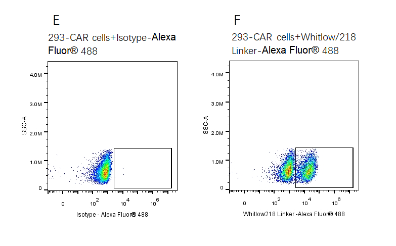 BCMA/TNFRSF17 His Tag Protein, Human