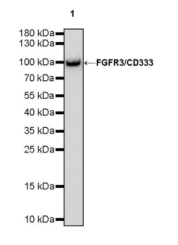 FGFR3/CD333 Recombinant Rabbit mAb (S-824-50)
