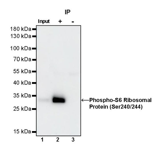 Phospho-S6 Ribosomal Protein (Ser240/244) Recombinant Rabbit mAb (S-R248)