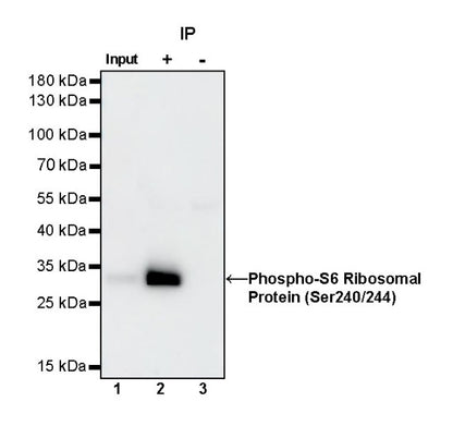 Phospho-S6 Ribosomal Protein (Ser240/244) Recombinant Rabbit mAb (S-R248)