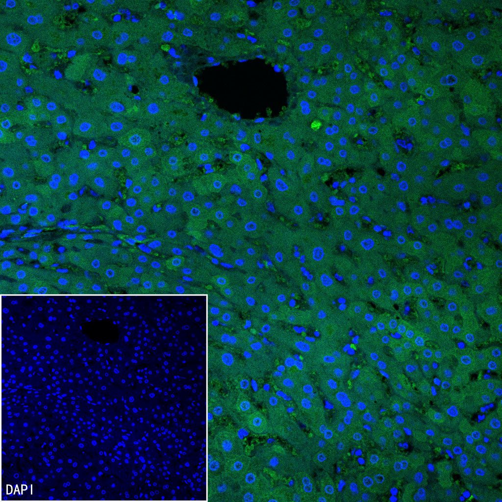 AK1C3 Rabbit Polyclonal Antibody