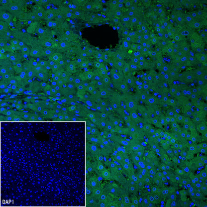 AK1C3 Rabbit Polyclonal Antibody