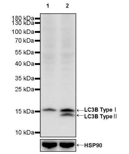 LC3B Recombinant Rabbit mAb (S-1599-142)
