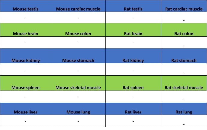 Claudin 1 Recombinant Rabbit mAb (SDT-1289-55)