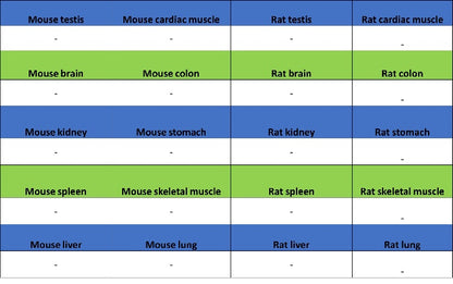 Claudin 1 Recombinant Rabbit mAb (SDT-1289-55)