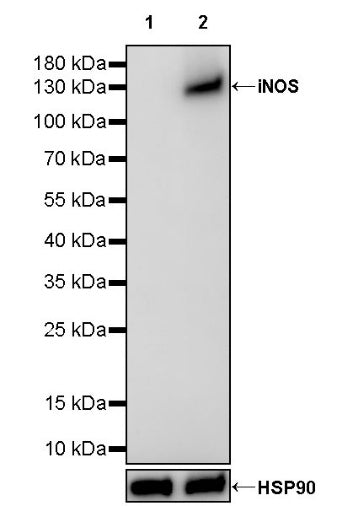 iNOS Recombinant Rabbit mAb (S-2493-61)