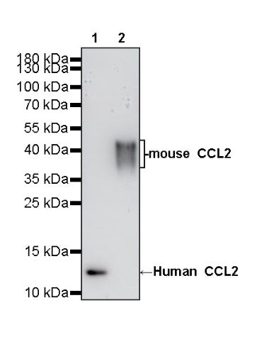 Invivo Anti-Mouse/Human/Rat CCL2 Recombinant mAb
