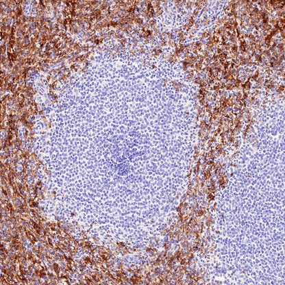 S-RMab® CD16a Recombinant Rabbit mAb,PBS Only (SDT-366-45)
