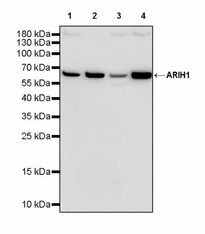 ARIH1 Recombinant Rabbit mAb (S-3166-64)