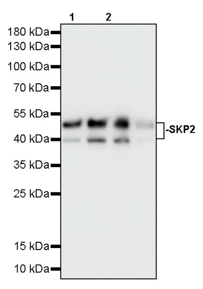SKP2 Recombinant Rabbit mAb