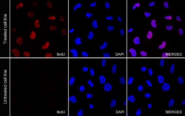 BrdU Recombinant Mouse mAb (PE Conjugate) (S-R639)