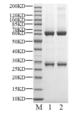 CDK9/Cyclin T1 GST&His Tag Protein, Human
