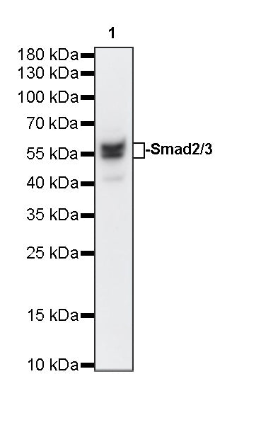 Smad2/3 Recombinant Rabbit mAb (S-3147-128)