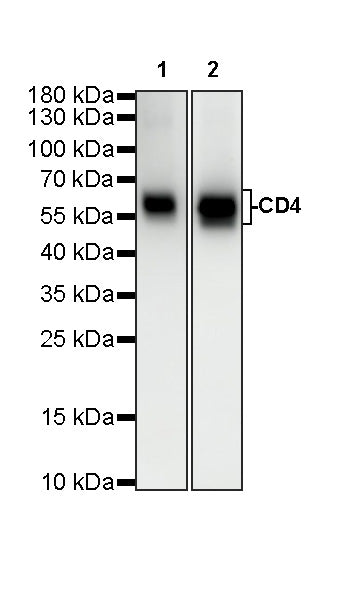 CD4 Recombinant Rabbit mAb (S-6203)