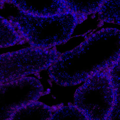 Vimentin Recombinant Rabbit mAb (Alexa Fluor® 700 Conjugate) (S-029-20)