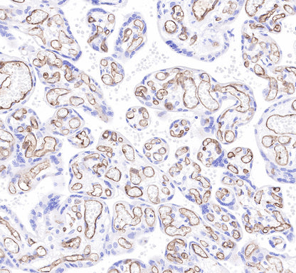 CD34 Recombinant Rabbit mAb,PBS Only (SDT-051-68)