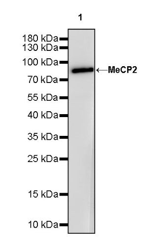 MeCP2 Recombinant Rabbit mAb (S-1884-28)