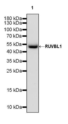 RUVBL1 Recombinant Rabbit mAb (S-1600-38)