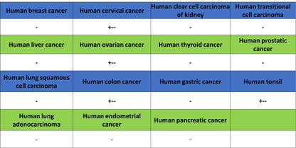 CD96 Recombinant Rabbit mAb (S-5322)